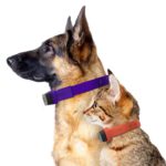 nuzzle-dog-cat-collar-tracker